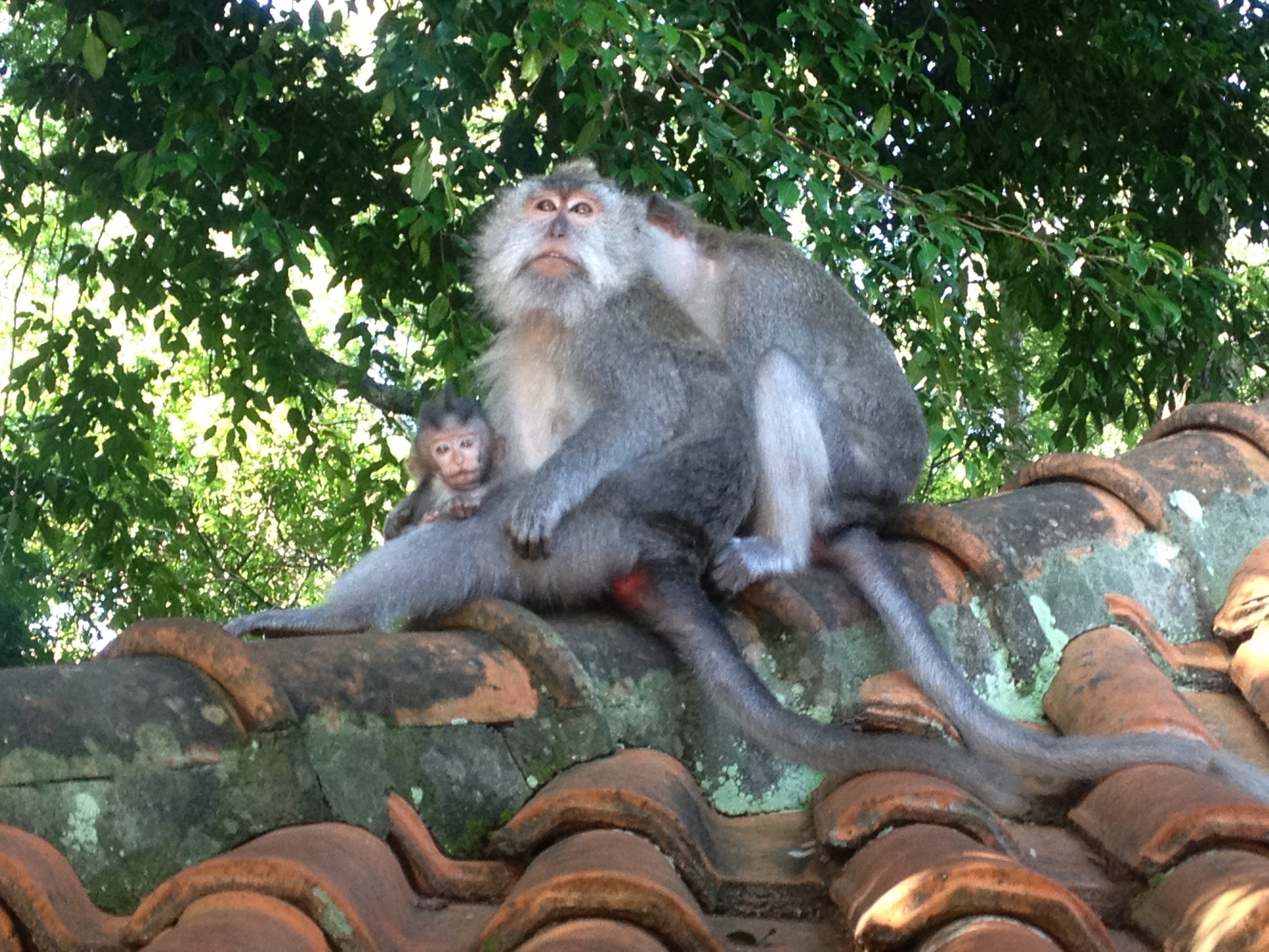 Bali, Ubud – macacos e macaquinhos