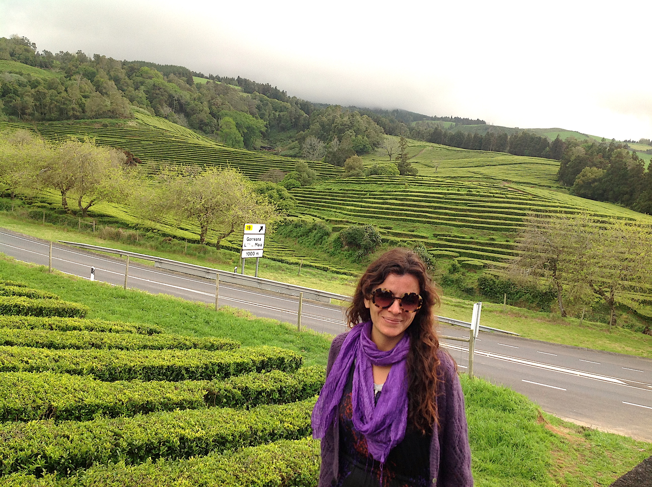 Açores – plantações de chá de encantar